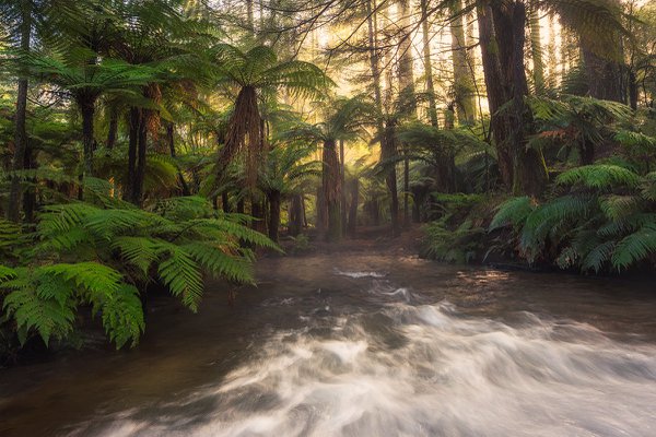 RT05 - Magic river - Whakarewarewa Forest, Bay of Plenty.jpg